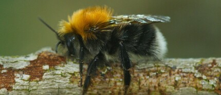 Natuurlijke bestuivers, de wonderlijke wereld van hommels