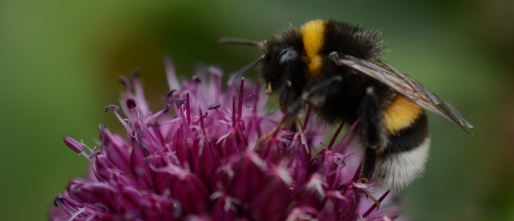 Burgeronderzoek naar pesticiden en hommels: voortgang en media-aandacht