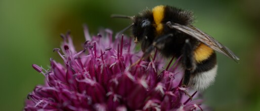 Giftige gastvrijheid: hoe stadsbloemen bijen onbedoeld vergiftigen