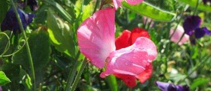 Lathyrus odoratus