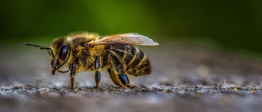 Recordsterfte bij bijenvolken in de VS: klimaat, pesticiden en stress veroorzaken ‘stille lente’