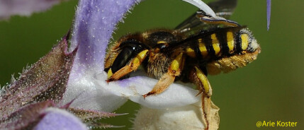 EU-Hofadvocaat: Hertoelating van gevaarlijk pesticide cypermethrin was mogelijk onwettig