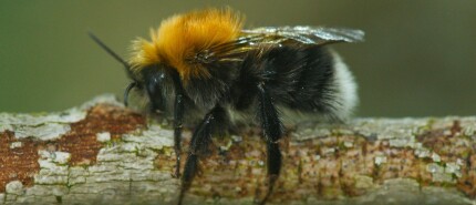 Onderzoek naar pesticiden in hommels in volle gang