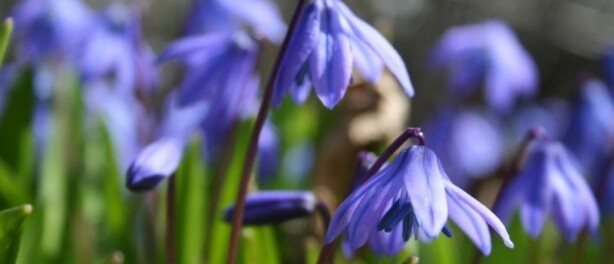 Waarom bijvriendelijke bloembollen onmisbaar zijn in elke tuin