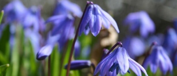 PFAS en pesticiden in gangbare bloembollen – biologische bloembollen veilig alternatief