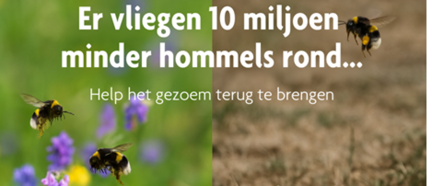 Tien miljoen hommels dreigen te verdwijnen – een stille crisis in ons landschap