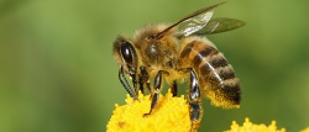 Honingbij kan longkanker detecteren