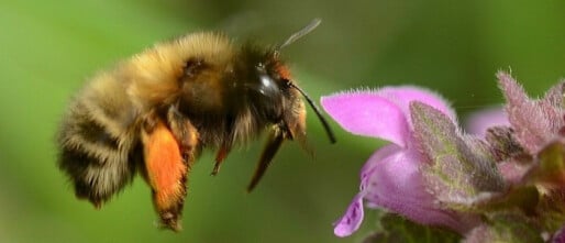 Bloemen kiezen wordt moeilijker in een warmere wereld