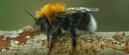 Waarom hommels last hebben van warm weer