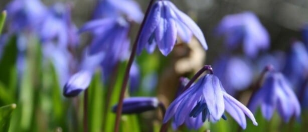 Nieuwe studie: veel voorjaarsbloembollen opnieuw sterk vervuild met pesticiden (2025)