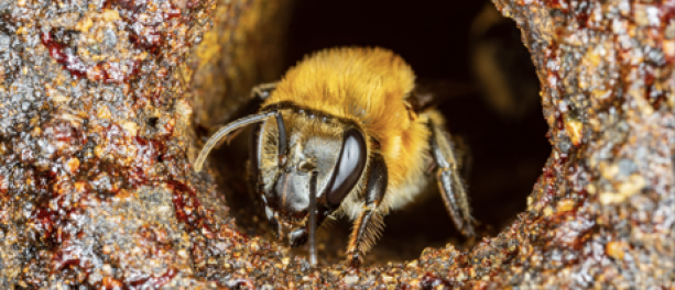 Rechten voor de natuur: Peru maakt zich klaar voor een historische beslissing