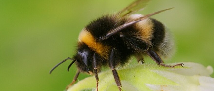 Waarom er eind november nog hommels rondvliegen
