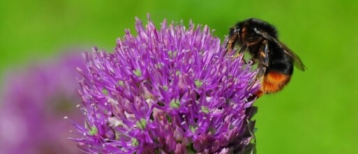 Hommelkoninginnen helpen overwinteren