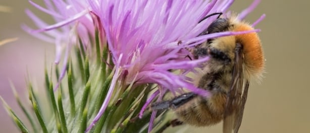 Aanpassingen beheer versterken leefgebied mos- en grashommel
