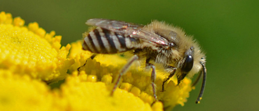 Betere monitoring moet herstel van bestuivers in Europa ondersteunen