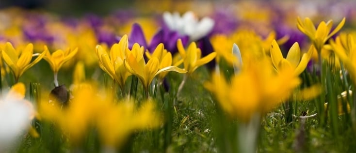 Vroegbloeiende bloemen