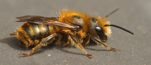 Europese Rode Lijst van Bijen 2026: zorgwekkende trends, maar ook kansen voor herstel