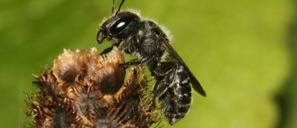 Forten vol leven: bijen vinden verrassend thuis in de Hollandse Waterlinies
