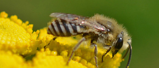 Wilde bijen onder druk: nieuwe ‘hotels’ aan lantaarnpalen moeten helpen