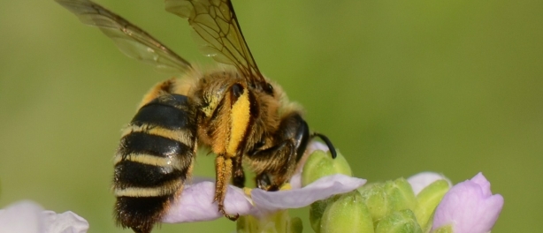 Bijen bezoeken gedurende de dag andere bloemen