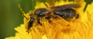 Meer bloemen op dijken zorgen voor veel meer bijen en hommels