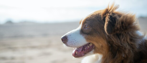 Blaffende honden bijten ook