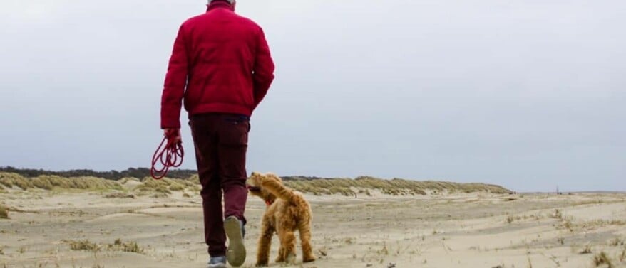 Hoe leer je je hond loslopen?