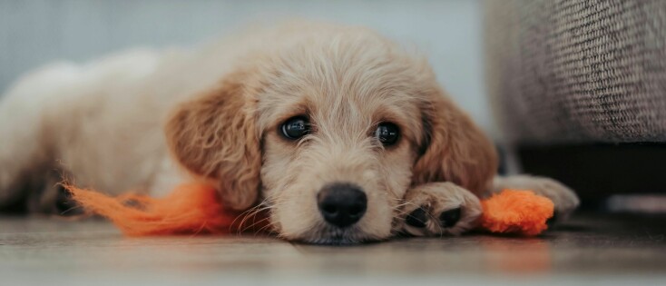 Een pup met diarree: wat je moet weten (en doen)