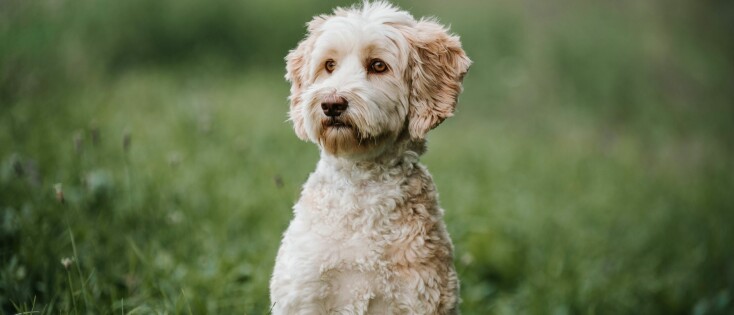 Hoe herken je een schijnzwangere hond?