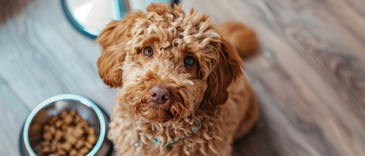 Waarom moet je je hond regelmatig ontwormen?