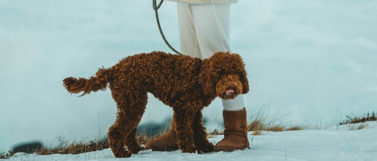 Is een Y-tuig echt beter voor je hond?