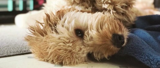 Is de Labradoodle écht allergievriendelijk?