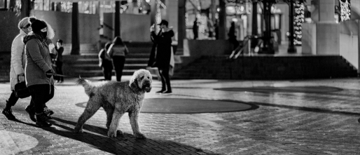 5 momenten waarop je beter geen andere honden laat begroeten
