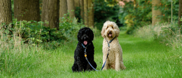 Beweging, discipline en affectie zijn allemaal met elkaar verbonden!