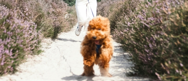 Hoe ben je een goede leider voor je hond?