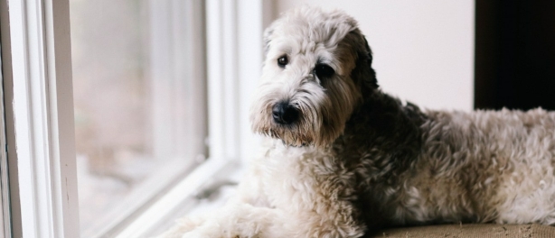 Je labradoodle voorbereiden op grote veranderingen in huis