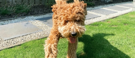 Waarom blaft je hond?