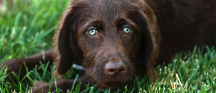 Labradoodle herplaatsing; zoeken naar de gouden mand.