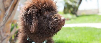 Hoe verloopt een (Labradoodle) puppy kijkdag?