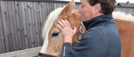 Holistische paardenosteopathie