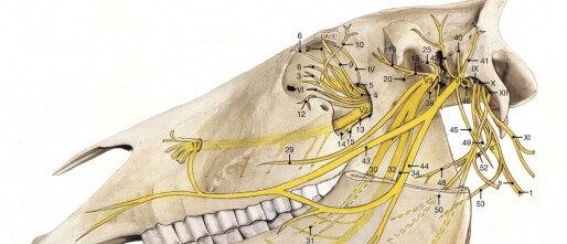 Een diepgaande kijk op de werking van de 12 craniale zenuwen bij een paard
