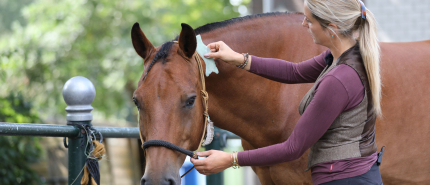 More dan a massage: explore guasha for horses