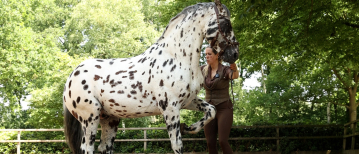 Getting Started with Groundwork: The Human and Horse Method