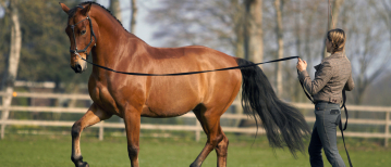 Human & Horse Lunging: Building Contact and Connection at a Distance