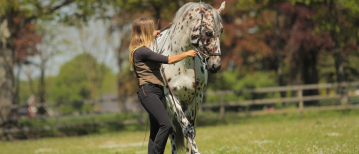 Working in Hand with Horses: Improve Communication and Partnership