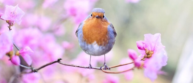 Vogels spotten is goed voor je gezondheid