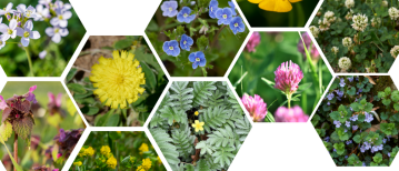 Kruidenrijk gazon: een groen gazon dat óók kan bloeien