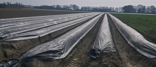 Voorbereidingen aspergeseizoen