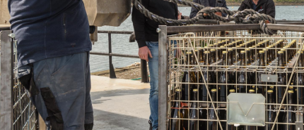 Fascinerend experiment: Nederlandse wijn van eigen zee bodem