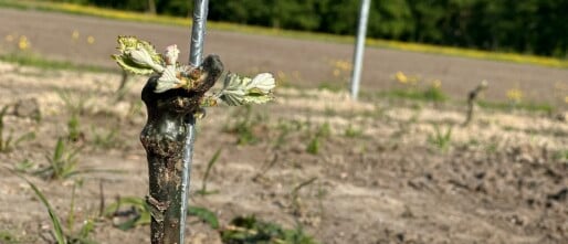 Droogte in de wijnbouw: vloek of zegen?